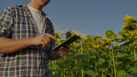 A-young-man-is-walking-on-a-field-with-sunflowers-in-summer-day-and-writes-its-properties-to-his-electronic-tablet.
